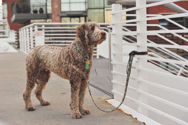 Engagement of Lindsay Jones and Chris Paul